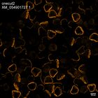 early embryo: late gastrula stage, mid-gastrula stage, mid-mesenchyme blastula stage (HCR signal)
