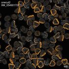 early embryo: late gastrula stage, mid-gastrula stage, mid-mesenchyme blastula stage (DAPI overlay)