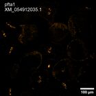 early embryo: late gastrula stage, mid-gastrula stage, mid-mesenchyme blastula stage (HCR signal)
