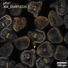 early embryo: late gastrula stage, mid-gastrula stage, mid-mesenchyme blastula stage (DAPI overlay)