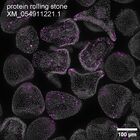 early embryo: late gastrula stage, mid-gastrula stage, mid-mesenchyme blastula stage (DAPI overlay)