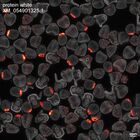 early embryo: late gastrula stage, mid-gastrula stage, mid-mesenchyme blastula stage (DAPI overlay)