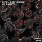 early embryo: late gastrula stage, mid-gastrula stage, mid-mesenchyme blastula stage (DAPI overlay)