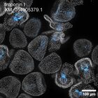 early embryo: late gastrula stage, mid-gastrula stage, mid-mesenchyme blastula stage (DAPI overlay)