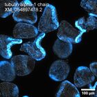 early embryo: late gastrula stage, mid-gastrula stage, mid-mesenchyme blastula stage (DAPI overlay)