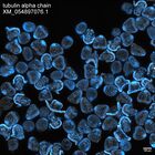 early embryo: late gastrula stage, mid-gastrula stage, mid-mesenchyme blastula stage (DAPI overlay)