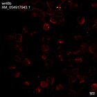 early embryo: late gastrula stage, mid-gastrula stage, mid-mesenchyme blastula stage (HCR signal)