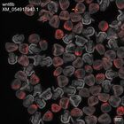 early embryo: late gastrula stage, mid-gastrula stage, mid-mesenchyme blastula stage (DAPI overlay)