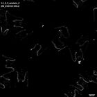 gastrula–juvenile: early feeding larva period (HCR signal)