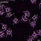 gastrula–juvenile: early feeding larva period (DAPI overlay)