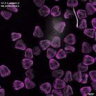 gastrula–juvenile: mid-gastrula stage (DAPI overlay)