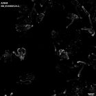gastrula–juvenile: early feeding larva period (HCR signal)