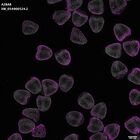 gastrula–juvenile: mid-gastrula stage (DAPI overlay)