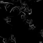 gastrula–juvenile: early feeding larva period (HCR signal)