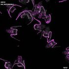 gastrula–juvenile: early feeding larva period (DAPI overlay)