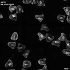gastrula–juvenile: mid-gastrula stage (HCR signal)