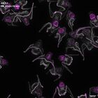gastrula–juvenile: early feeding larva period (DAPI overlay)