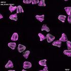 gastrula–juvenile: mid-gastrula stage (DAPI overlay)