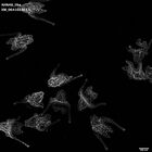 gastrula–juvenile: early feeding larva period (HCR signal)