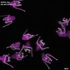 gastrula–juvenile: early feeding larva period (DAPI overlay)