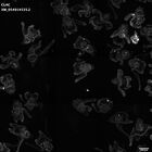 gastrula–juvenile: early feeding larva period (HCR signal)