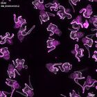 gastrula–juvenile: early feeding larva period (DAPI overlay)