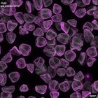 gastrula–juvenile: mid-gastrula stage (DAPI overlay)