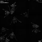 gastrula–juvenile: early feeding larva period (HCR signal)