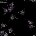 gastrula–juvenile: early feeding larva period (DAPI overlay)