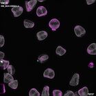 gastrula–juvenile: mid-gastrula stage (DAPI overlay)