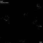 gastrula–juvenile: early feeding larva period (HCR signal)
