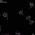 gastrula–juvenile: early feeding larva period (DAPI overlay)
