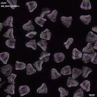 gastrula–juvenile: mid-gastrula stage (DAPI overlay)