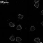 gastrula–juvenile: mid-gastrula stage (HCR signal)
