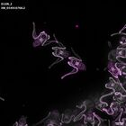 gastrula–juvenile: early feeding larva period (DAPI overlay)