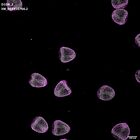 gastrula–juvenile: mid-gastrula stage (DAPI overlay)