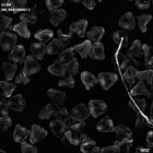 gastrula–juvenile: mid-gastrula stage (HCR signal)