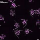 gastrula–juvenile: early feeding larva period (DAPI overlay)