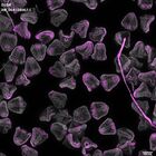gastrula–juvenile: mid-gastrula stage (DAPI overlay)
