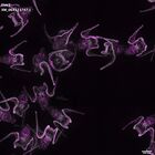 gastrula–juvenile: early feeding larva period (DAPI overlay)