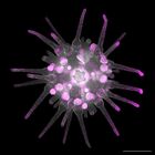 gastrula–juvenile: early juvenile stage (DAPI overlay)