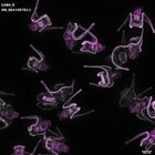 gastrula–juvenile: early feeding larva period (DAPI overlay)