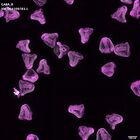 gastrula–juvenile: mid-gastrula stage (DAPI overlay)