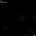 gastrula–juvenile: early feeding larva period (HCR signal)