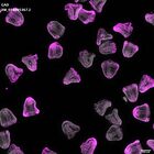 gastrula–juvenile: mid-gastrula stage (DAPI overlay)