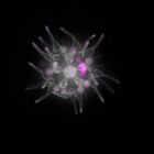 gastrula–juvenile: early juvenile stage (DAPI overlay)