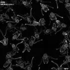 gastrula–juvenile: early feeding larva period (HCR signal)