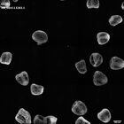 gastrula–juvenile: mid-gastrula stage (HCR signal)