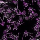 gastrula–juvenile: early feeding larva period (DAPI overlay)