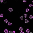 gastrula–juvenile: mid-gastrula stage (DAPI overlay)